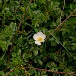 Rosa corymbifera Vekstform