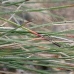 Schoenus nigricans Frunză