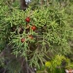 Juniperus phoenicea Frukt