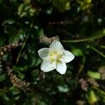 Parnassia palustris Flower