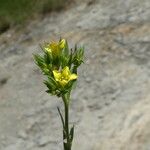 Linum strictum Flower