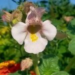 Proboscidea louisianica Flower