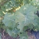 Crambe maritima Blad