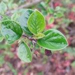 Cotoneaster simonsii Φύλλο