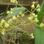 Polystachya odorata Flower