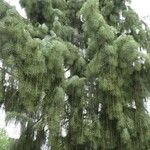 Picea breweriana Folha