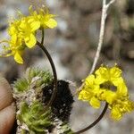 Draba aizoides Blomst