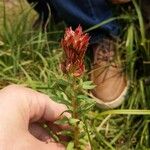 Rhodiola integrifolia Flor