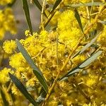 Acacia saligna Blüte