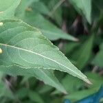 Diervilla sessilifolia Leaf