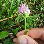 Trifolium pratenseBlomst