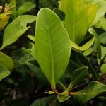 Cloezia floribunda Φύλλο