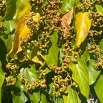 Hovenia dulcis Fruct
