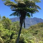 Cyathea glauca Habit