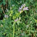 Medicago × varia Habit