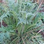 Cynara cardunculus ഇല