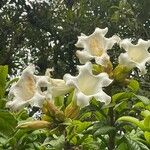 Beaumontia grandiflora Virág