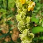 Verbascum densiflorum Flower