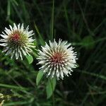 Trifolium montanum 花