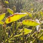 Cytisus oromediterraneusΦρούτο