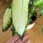 Dieffenbachia seguineഇല