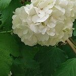 Viburnum macrocephalum Flower