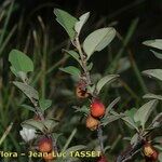 Cotoneaster uniflorus Diğer