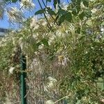 Clematis tangutica Fruit