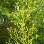 Lactuca biennis Fiore