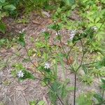 Elephantopus elatus Flor