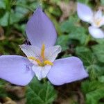 Crocus banaticus Flower