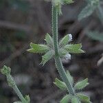 Salvia aegyptiaca Blomma