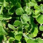 Trifolium subterraneum List