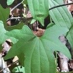 Dioscorea andina Leaf