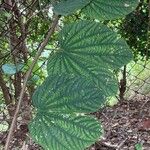 Bauhinia purpurea 葉