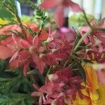 Ceratopetalum gummiferum Flor
