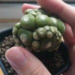 Blossfeldia liliputana Yaprak
