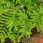 Caesalpinia pluviosa Leaf