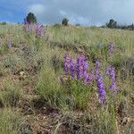 Penstemon secundiflorus Habit