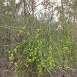 Leptomeria acida Hàbitat