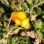 Crocus flavus Flower