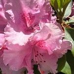 Rhododendron spp. Flor
