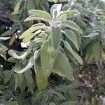 Salvia officinalis Yaprak