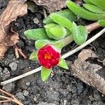 Delosperma cooperi Blüte