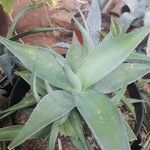 Agave guiengola葉