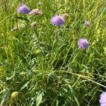 Knautia arvernensis Habitus