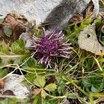 Cirsium acaulon 葉