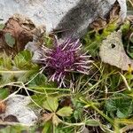 Cirsium acaule Liść