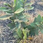 Asclepias latifolia ᱥᱟᱠᱟᱢ