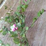 Symphoricarpos orbiculatus Φρούτο